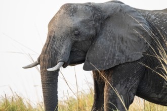 Animal portrait, African elephant (Loxodonta africana) feeding among grass, Ihaha, Chobe National
