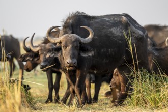 Cape buffalo (Syncerus caffer caffer) grazing, Ihaha, Chobe National Park, Botswana
