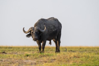 Single Cape buffalo (Syncerus caffer caffer) grazing, Ihaha, Chobe National Park, Botswana