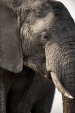 Detail, Animal portrait, African elephant (Loxodonta africana), Ihaha, Chobe National Park,