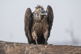 White-backed vulture (Gyps africanus), vulture feeding on the carcass of an elephant, Ihaha, Chobe