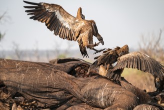 White-backed vultures (Gyps africanus) fighting over carrion, vultures feeding on the carcass of an