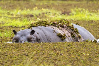 Hippopotamus (Hippopatamus amphibius) hiding in the swamp, Xakanaxa, Okavango Delta, Moremi Game