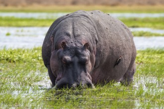 Hippopotamus (Hippopatamus amphibius) grazing, Xakanaxa, Okavango Delta, Moremi Game Reserve,