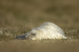Grey seal (Halichoerus grypus) juvenile baby pup animal resting on a sand dune on a beach in