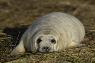 Grey seal (Halichoerus grypus) juvenile baby pup animal resting on a sand dune by a beach in