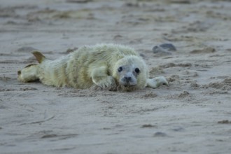 Grey seal (Halichoerus grypus) juvenile baby pup animal resting on a sandy beach in winter,