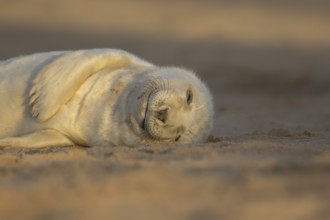 Grey seal (Halichoerus grypus) juvenile baby pup animal sleeping on a sand dune on a beach in