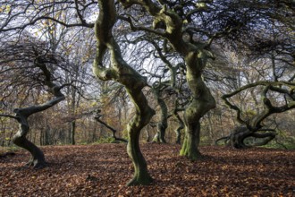 Süntelbuchen (Fagus sylvatica), cripple beeches, Hexenwald, Semper Forest Park, near Lietzow,