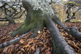 Süntelbuchen (Fagus sylvatica), cripple beeches, Hexenwald, Semper Forest Park, near Lietzow,