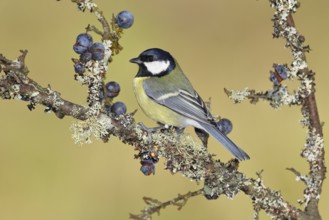 Great tit (Parus major), sitting on a branch in a blackthorn bush, (Prunus spinosa), sloes, with