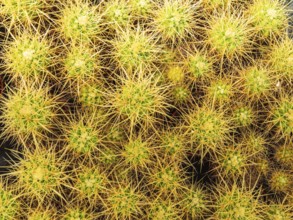 Cultivation of cacti, botanical garden, Cactus y Otras Suculentas 'Mora i Bravard', village