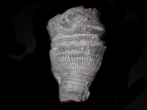 Fossil coral, petrification, cystiphyllum tenue, fossil, siluric around 430 million years old,