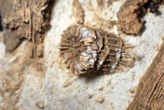 Fossil coral, petrification, Thecosmilia trichotoma., fossil, Malm, Jura, around 150 million years