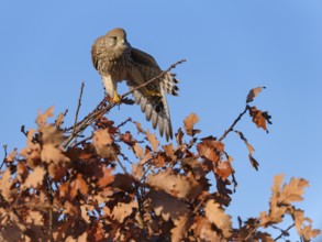 Female Common Kestrel (Falco tinnunculus) stretching wings on a branch, Berlin, Germany