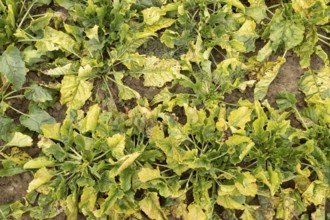 Sugar beet (Beta vulgaris) crop plants in a farm field infected with virus yellows plant pathogen,