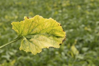 Sugar beet (Beta vulgaris) crop plant leaf in a farm field infected with virus yellows plant