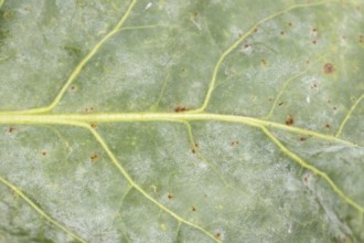 Sugar beet (Beta vulgaris) leaf with Rust (Uromyces betae) and Powdery mildew (fungal plant