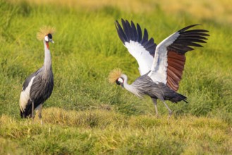 Crowned Crane (Balearica regulorum) courtship behavier South Luangwa NP Zambia August