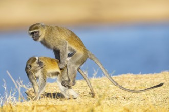 Vervet Monkey (Cercopithecus aethiops) mating South Luangwa NP Zambia August