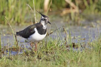 Lapwing (Vanellus vanellus), in splendid plumage, foraging in a marshy meadow, wildlife, Lembruch,