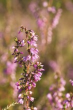 Flowering heather (Calluna vulgaris), heather, Trupacher Heide nature reserve, Siegen, North