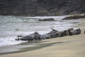 Seals on the beach, Great-Blasket Island, Dunquin, Kerry, Ireland