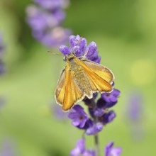 Large skipper (Ochlodes venatus), collecting nectar from a flower of Common lavender (Lavandula