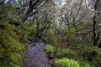 PR6 hiking trail to the 25 springs, along water channel, Levada das 25 Fontes, laurel forest,