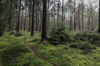 Moss am Waldboden, Emsland, Lower Saxony, Germany