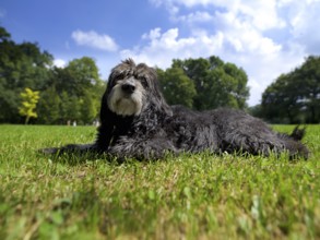 Mischlingshund lying in the grass, Englischer Garten, Munich, Bavaria, Germany