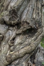 Close-up of a tree root, tree