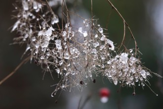 Wintertime, thaw, Germany