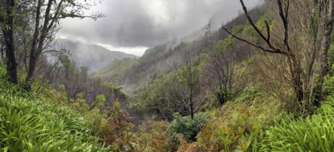 View of hiking trail PR17 Pinaculo e Folhadal, Levada, Irrigation Canal, Madeira, Portugal