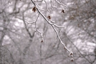 First snow on branches of trees, late autumn, Germany