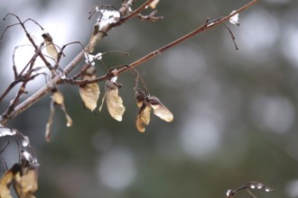 Maple with water drops, late autumn, Germany