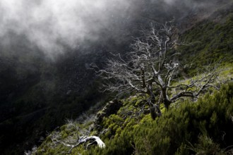 Burnt trees in fog, along hiking trail PR 1, 2 to Pico Ruivo, fog, Madeira, Portugal