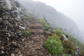Hiking trail PR 1, 2 to Pico Ruivo, Mist, Madeira, Portugal