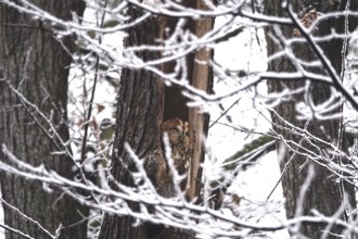 Tawny owl in a tree, winter, Germany