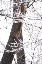 Tawny owl in a tree, winter, Germany
