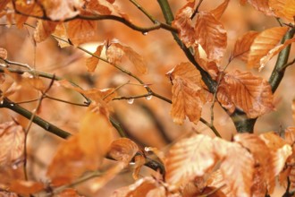 Beech branches with drops of water, late autumn, Germany