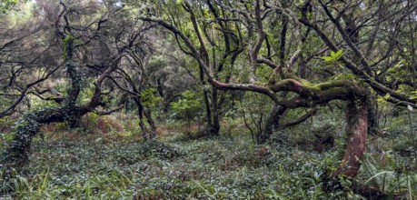 Laurel trees (Ocotea foetens) overgrown with moss and plants, old laurel forest, Laurisilva,