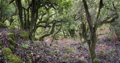 Laurel trees (Ocotea foetens) overgrown with moss and plants, old laurel forest, Laurisilva,