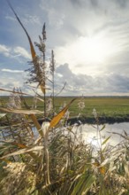 Moist meadows with reeds in the evening sun with the Hunte at Dümmer See, Lower Saxony