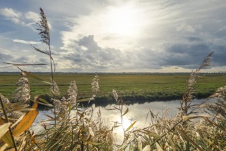 Moist meadows with reeds in the evening sun with the Hunte at Dümmer See, Lower Saxony