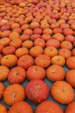 Ripe red pumpkins