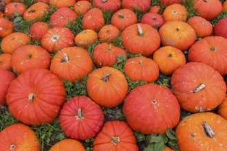 Ripe red pumpkins