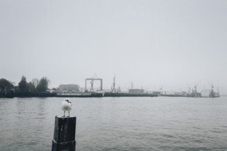 Cloudy morning mood with seagull at the piers, St. Pauli, Hamburg, Germany