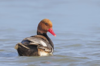 Red-crested pochard (Netta rufina), male, swimming in water, wildlife, animals, duck, Ziggsee, Lake