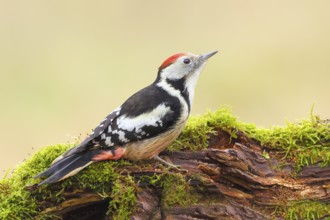 Middle spotted woodpecker (Dendrocopos medius), male sitting on an old branch overgrown with moss,